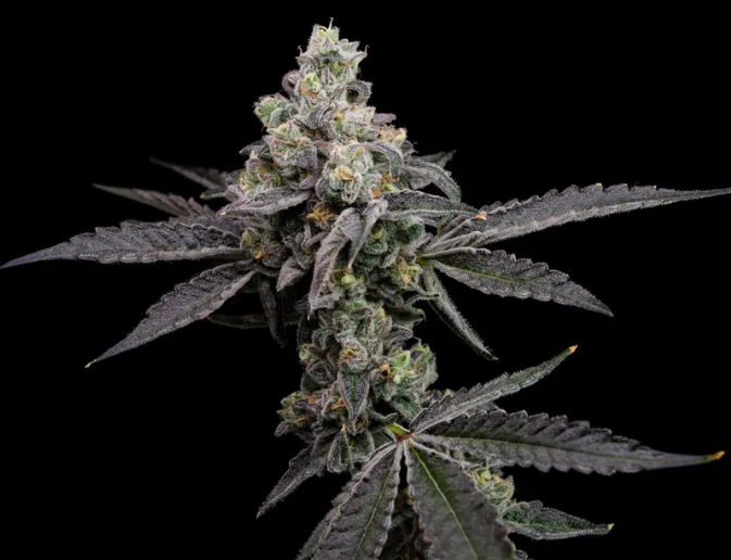 Garlic Breath Feminized