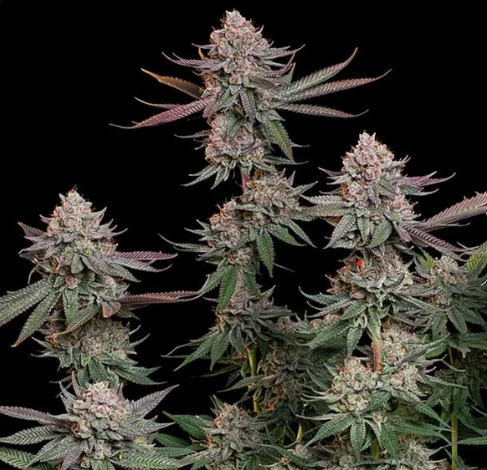 Pink Runtz Feminized