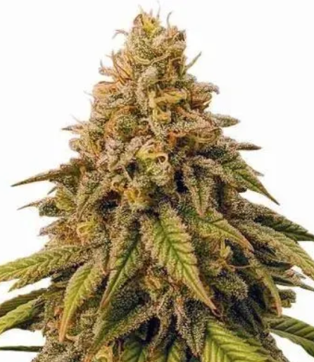 Grease Monkey Feminized