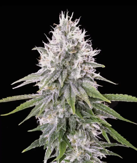 White Truffle Feminized