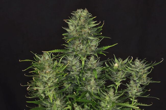 Godfather OG Feminized