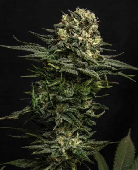 GMO Cookies Feminized