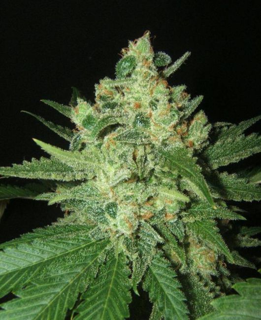 Grapefruit Feminized