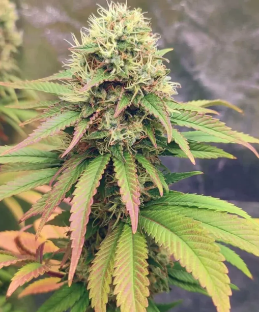 Peanut Butter Breath Feminized