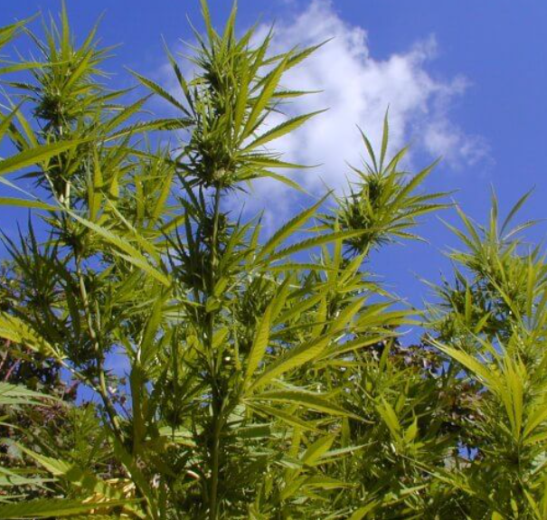 Durban Poison Feminized