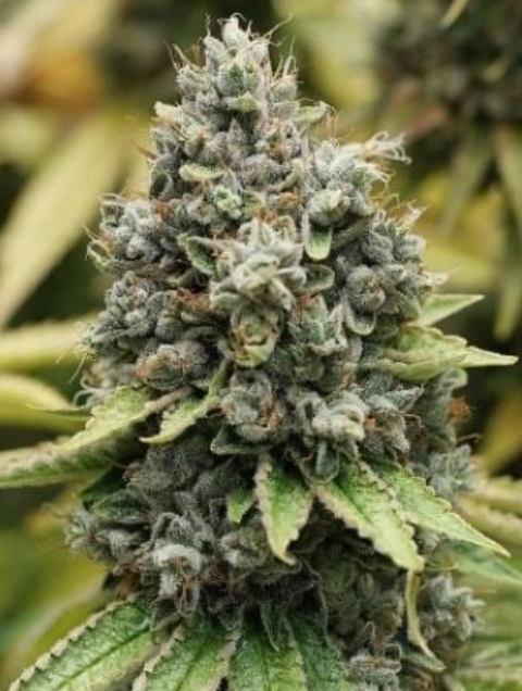 Sour Diesel Feminized