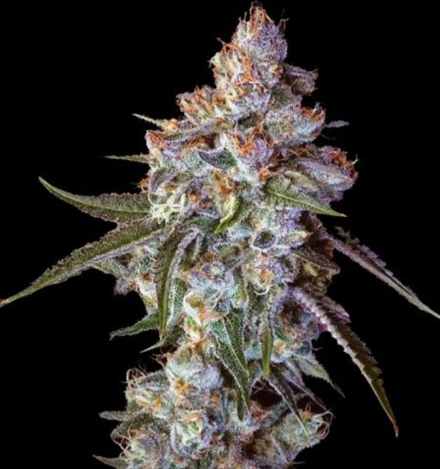 Cherry Pie Feminized