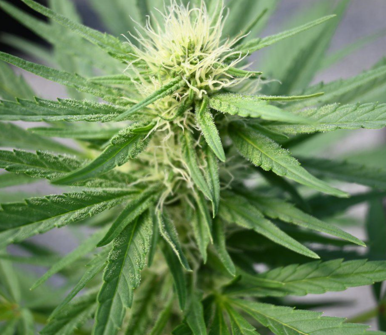 Northern Lights Feminized