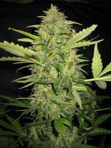 Lemon Skunk Feminized
