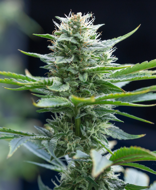 Lemon Cherry Gelato Feminized