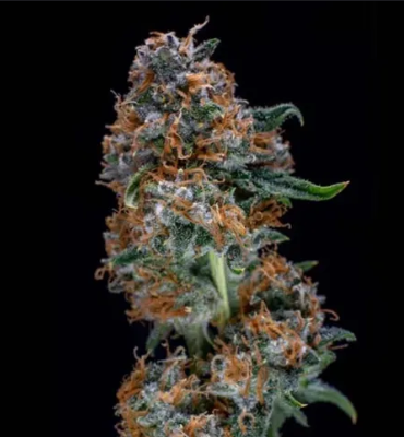 Animal Mints Feminized