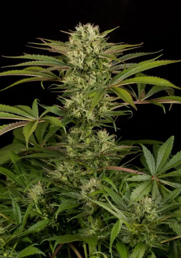 Blue Cheese Feminized