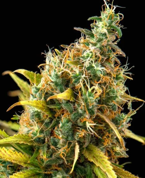 Orange Sherbet Feminized