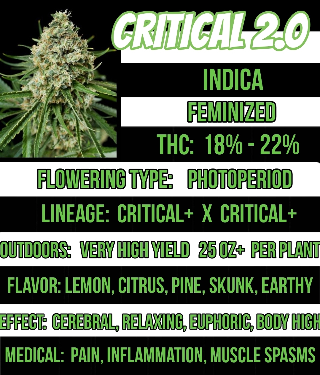 Critical 2.0 Feminized