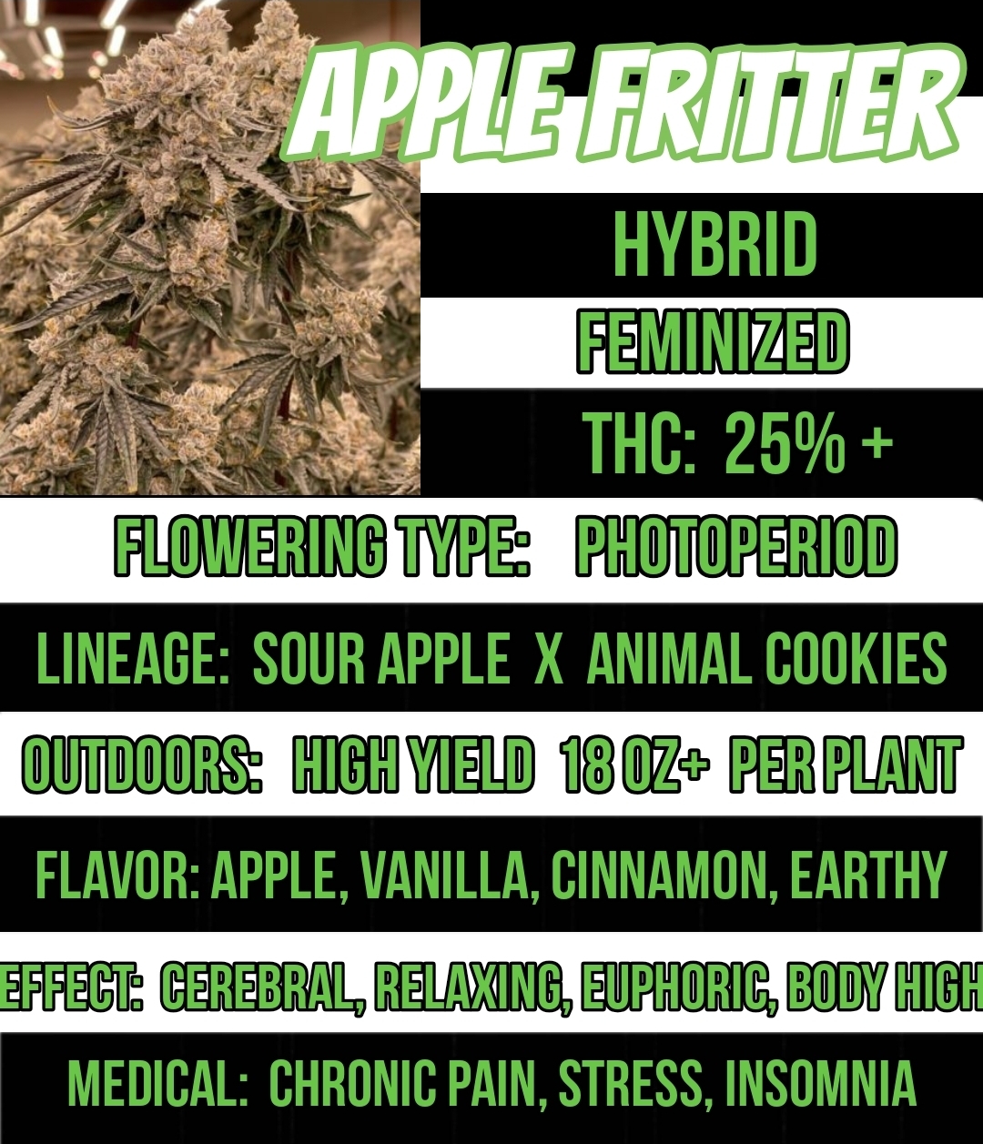 Apple Fritter Feminized