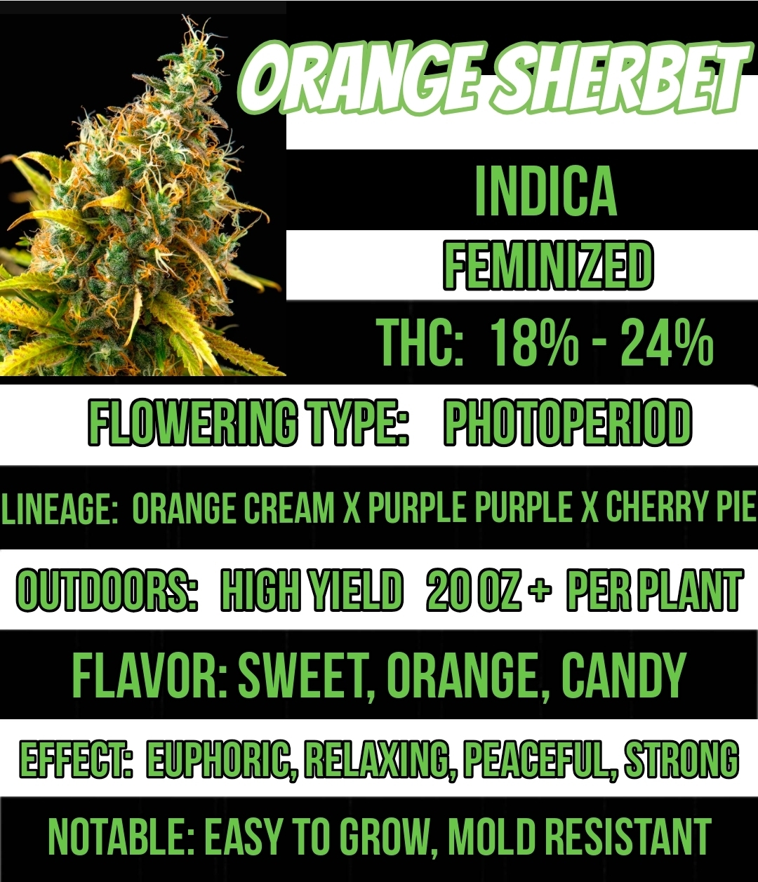 Orange Sherbet Feminized