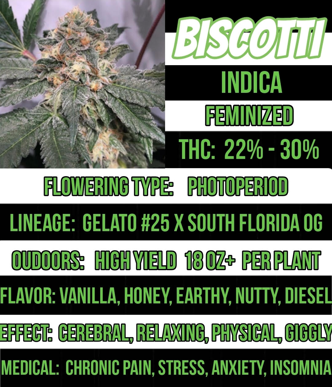 Biscotti Feminized