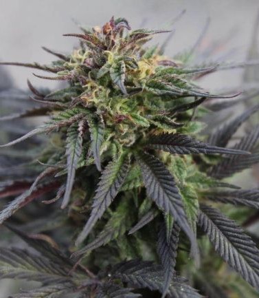 Black Runtz Feminized