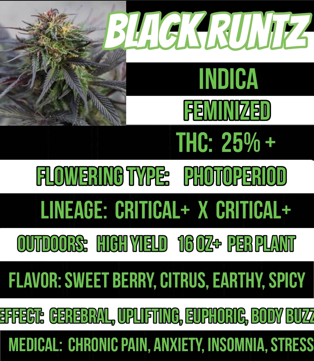 Black Runtz Feminized