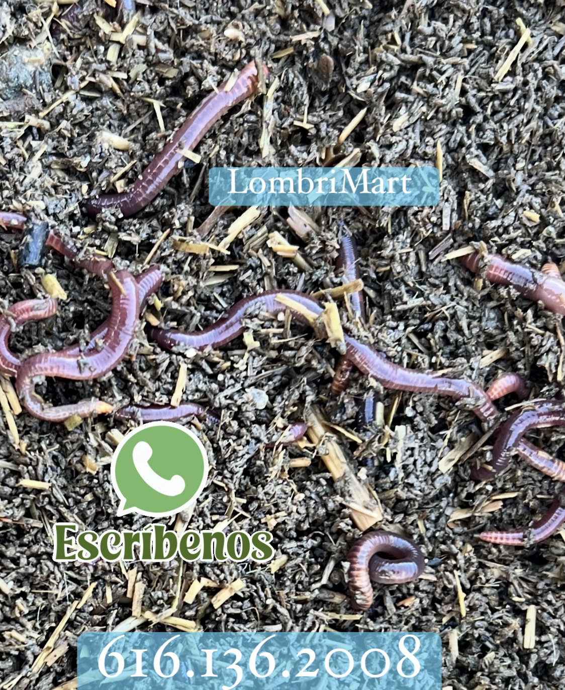 Lombrices Californianas adultas (selección)