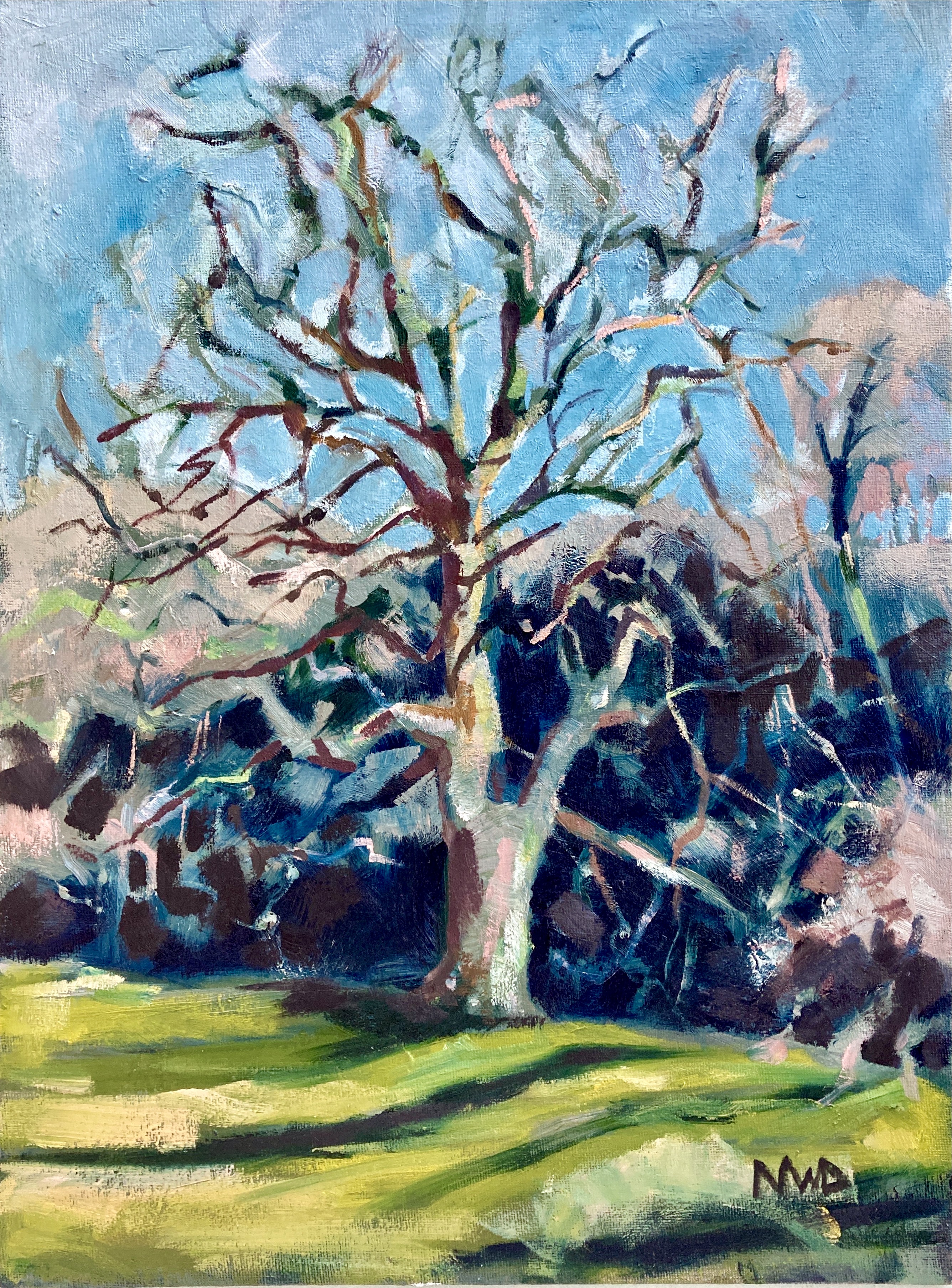 'The Big Oak in Autumn Sun' Duncombe Park N. Yorkshire