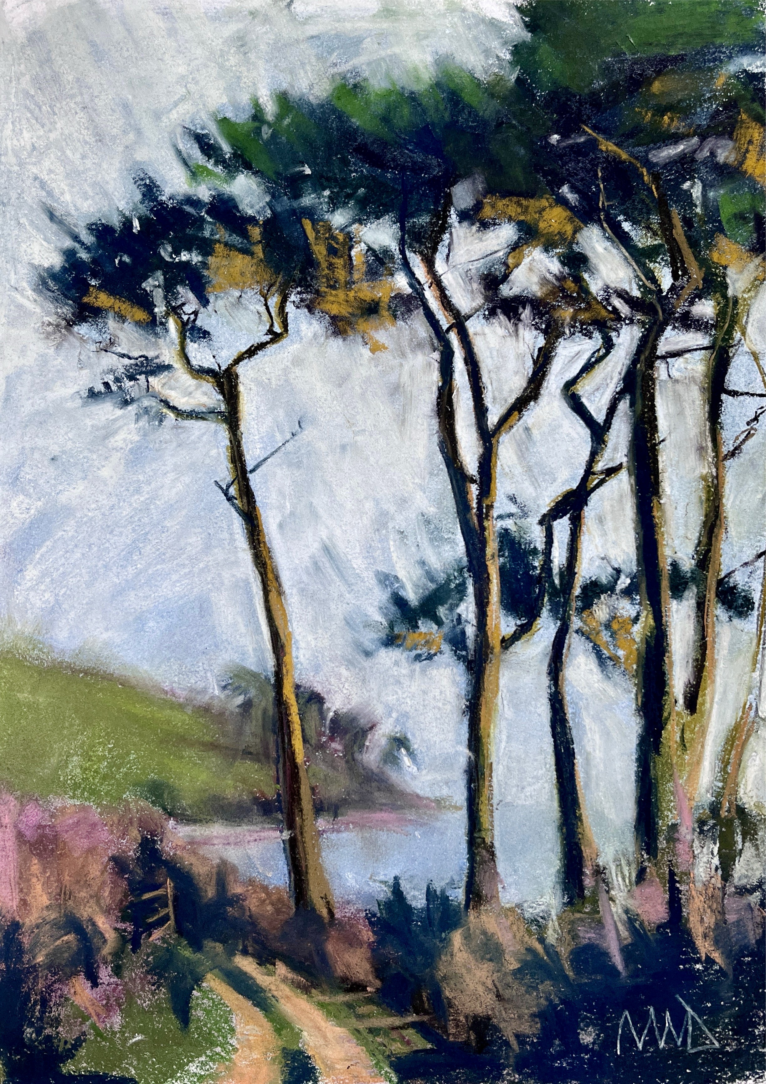 'Monterey Pines' Porth Saxon Beach