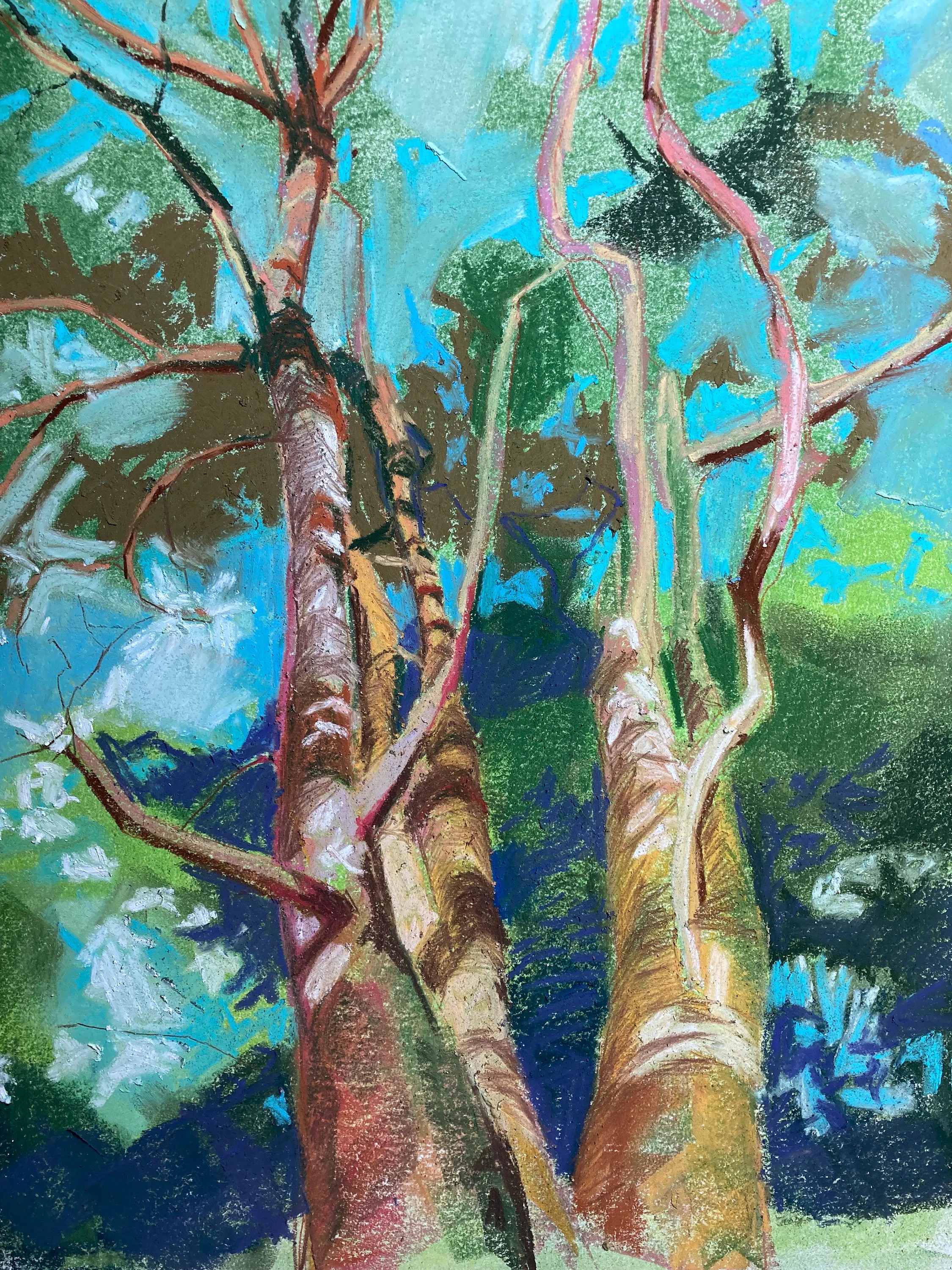 'Scottish Pines Canopy' North Yorkshire