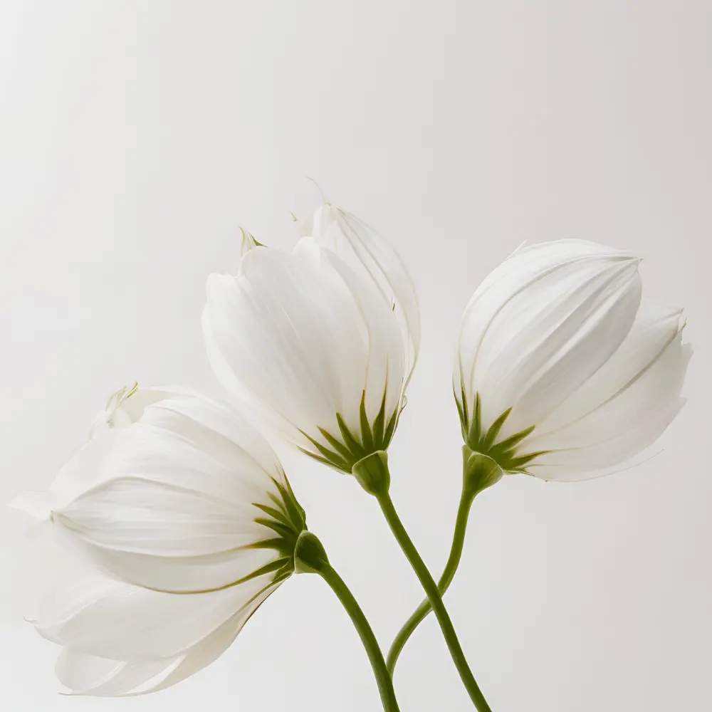 FLORES BLANCAS (31.7)