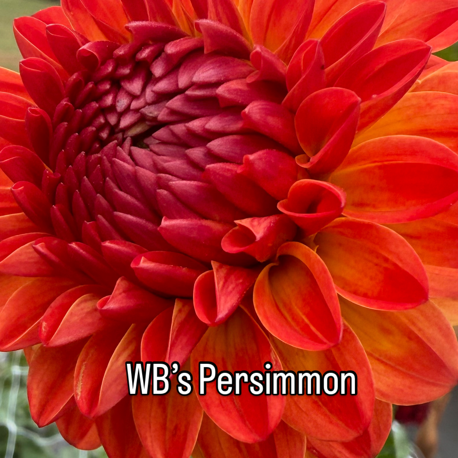 WB’s Persimmon Dahlia