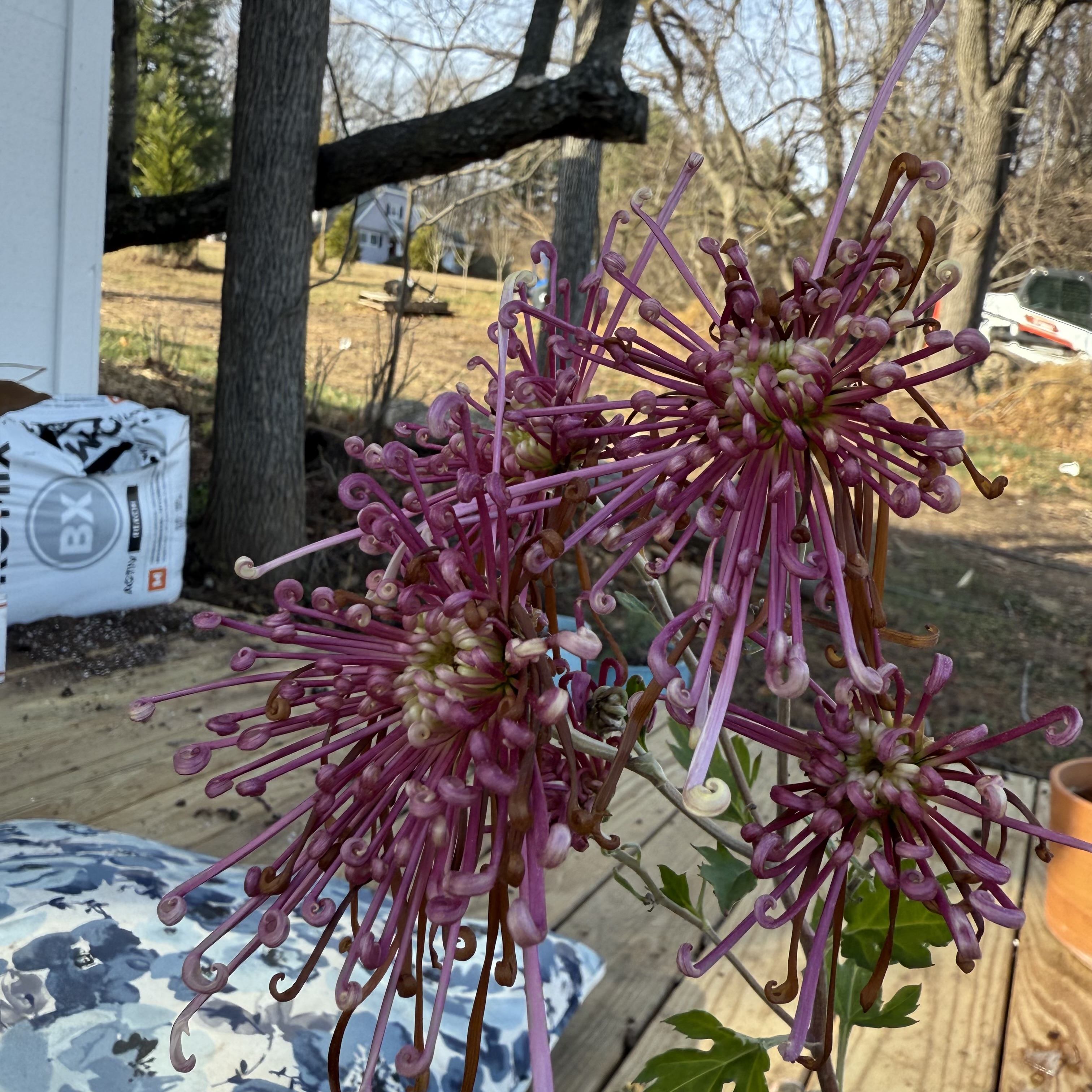 GuoHua Sweet Fragrance