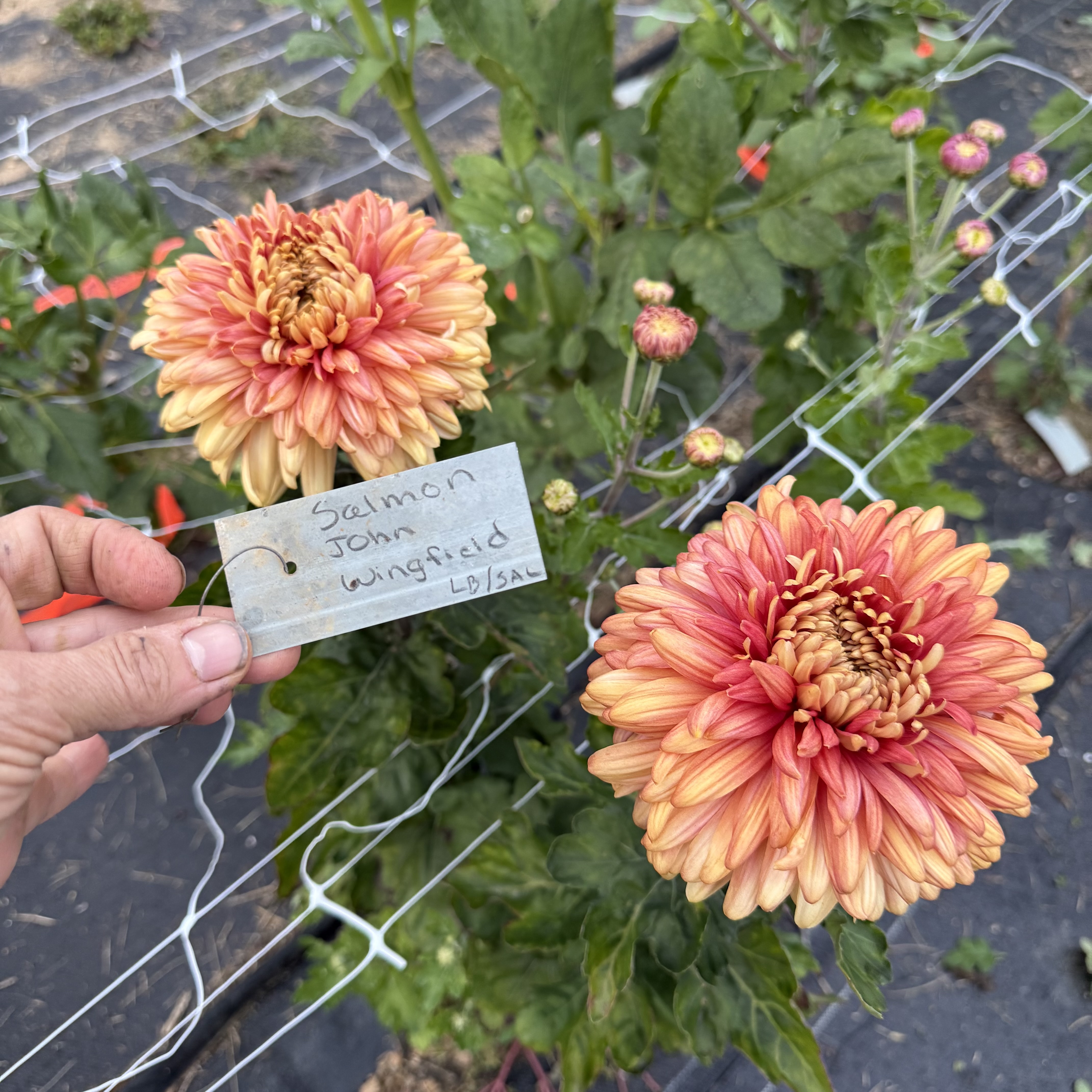 Salmon John Wingfield