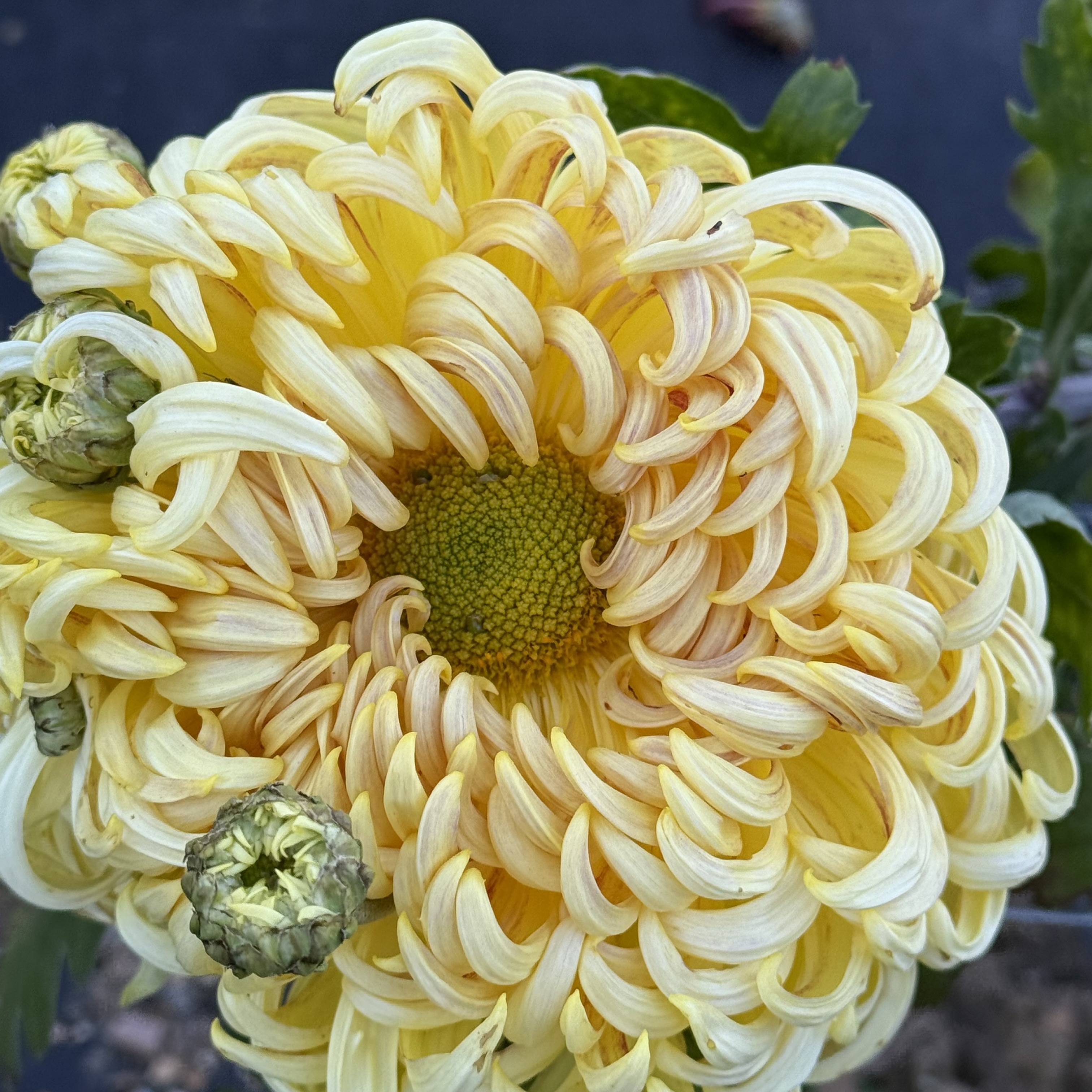 Creme Jessie Habgood