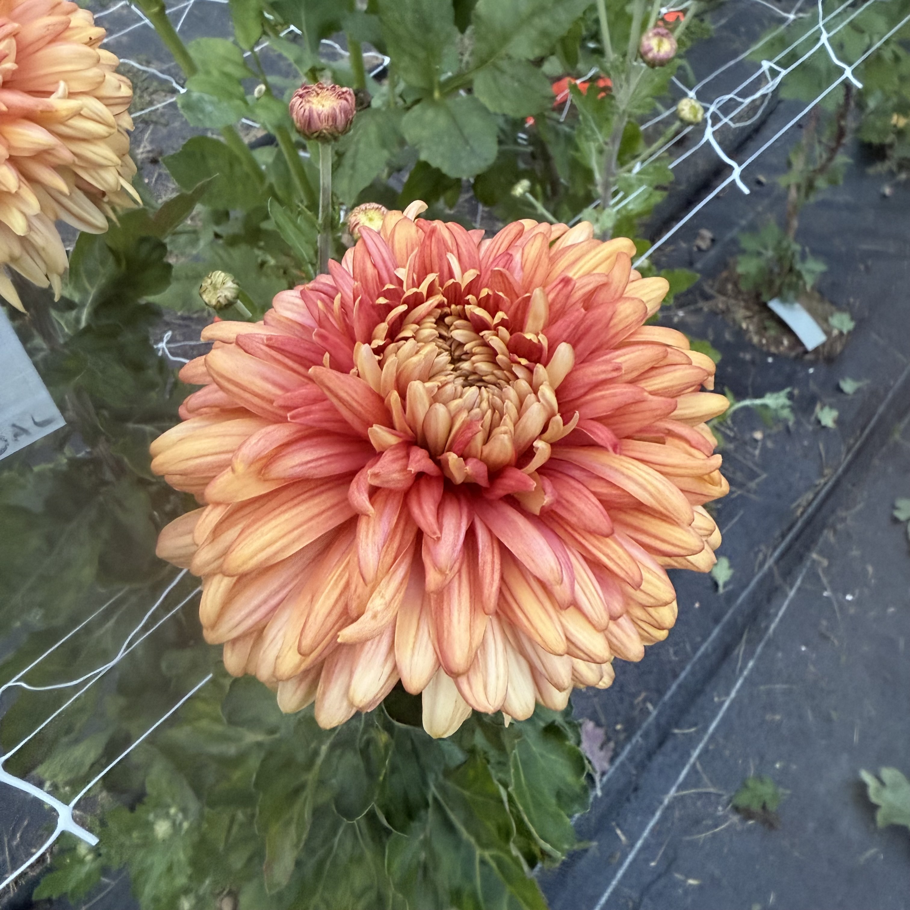 Salmon John Wingfield