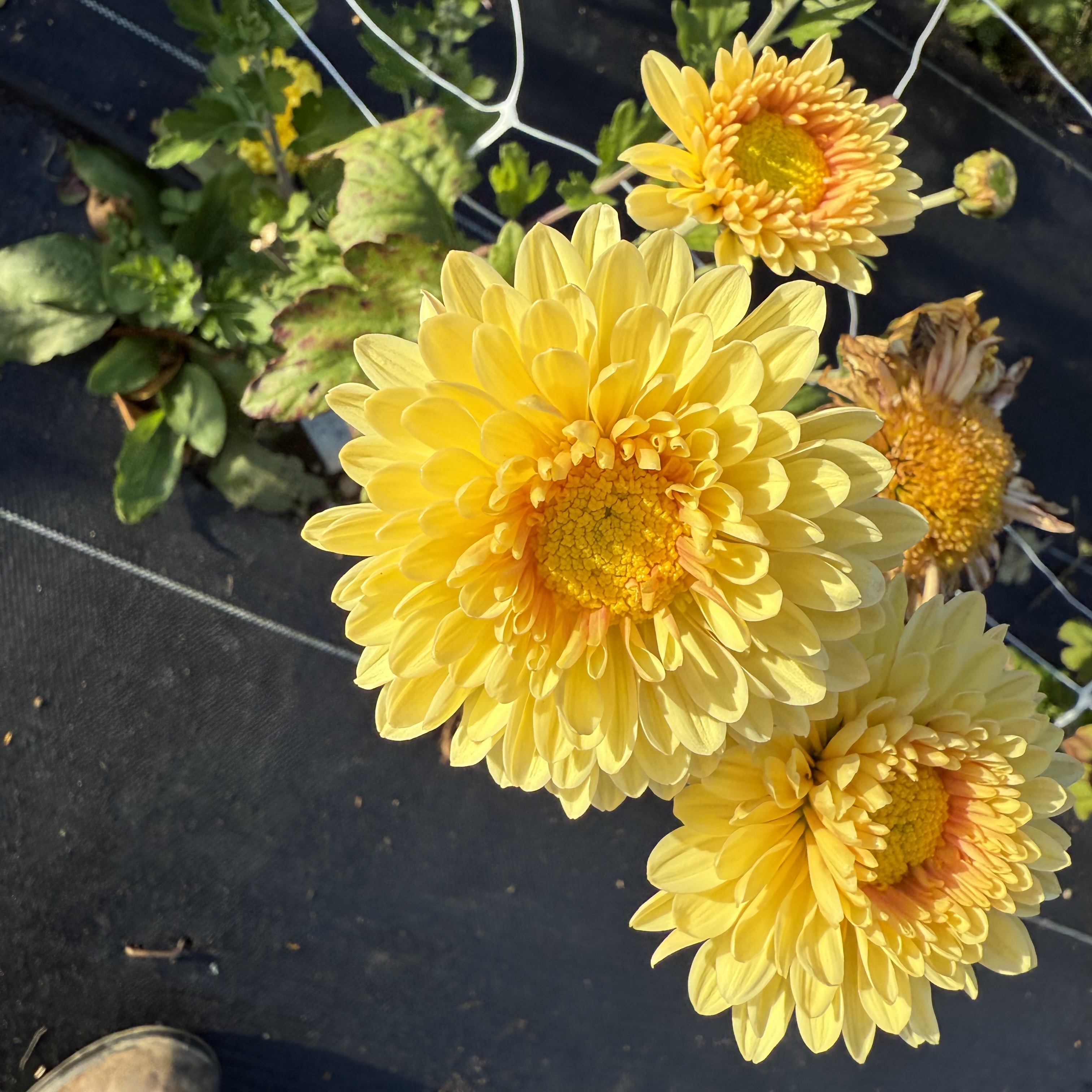 Primrose Pennine Oriel