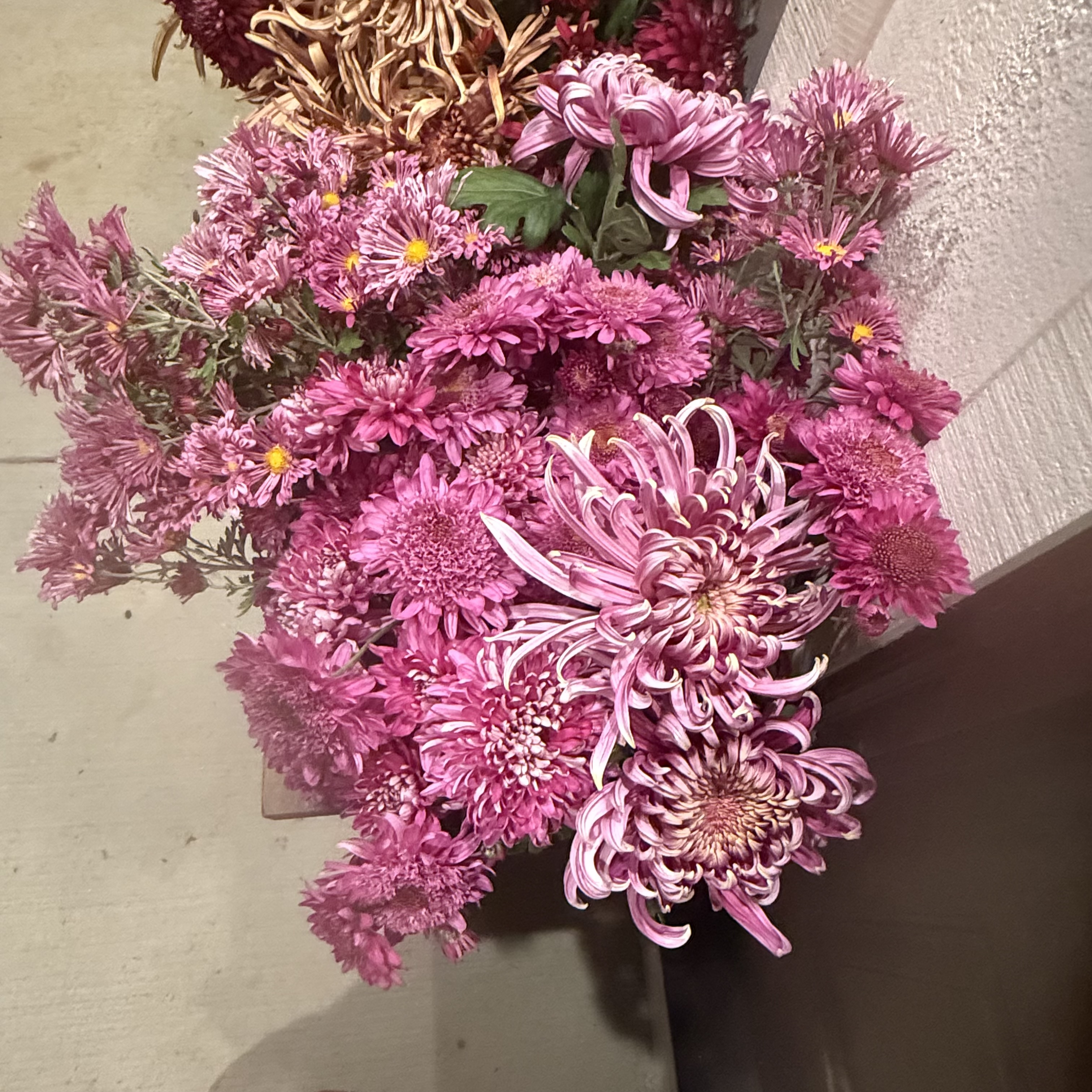 Full Chrysanthamum collections