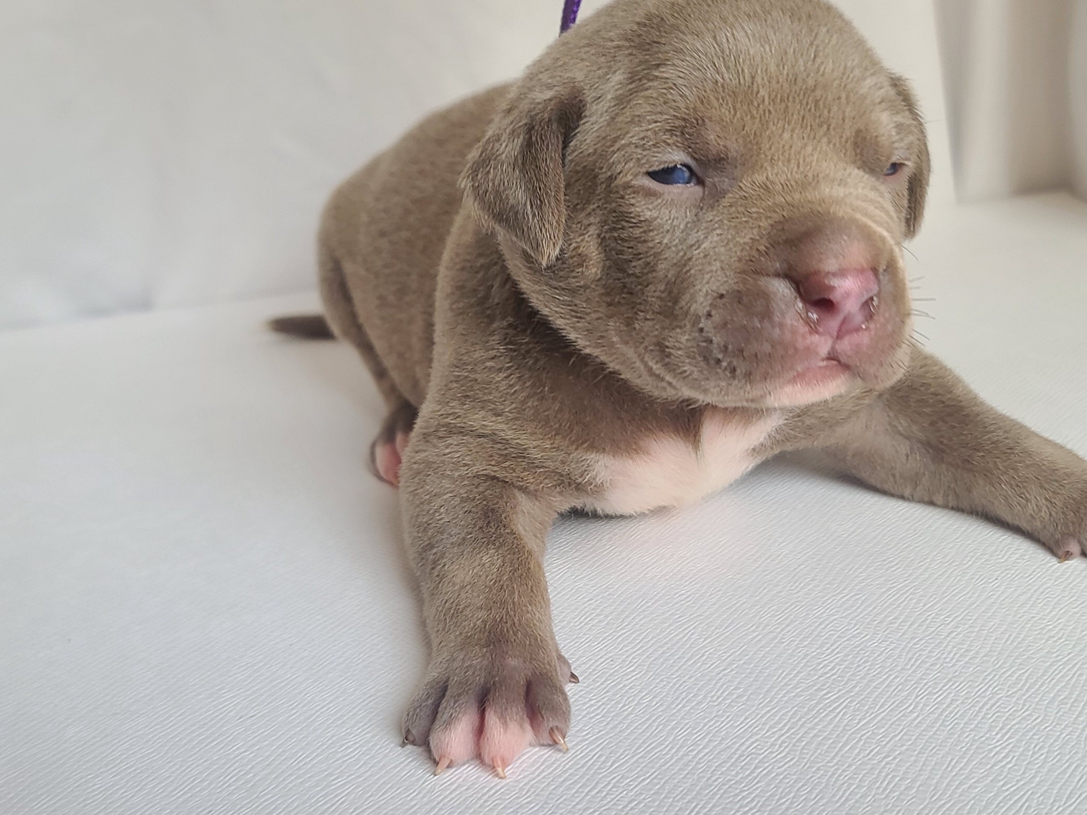 Mr. Milkman - A Male American XL Bully Puppy