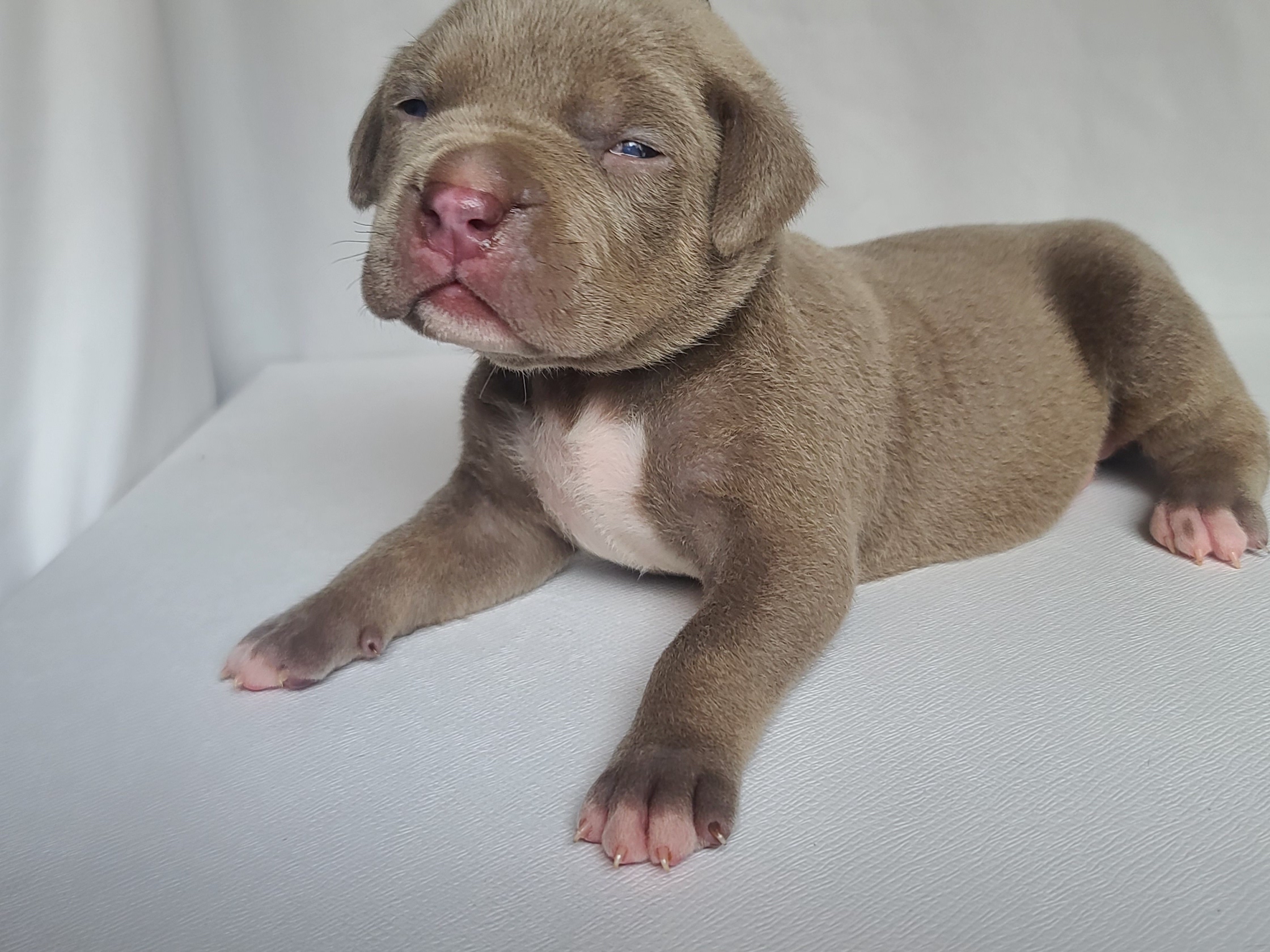 Mr. Milkman - A Male American XL Bully Puppy