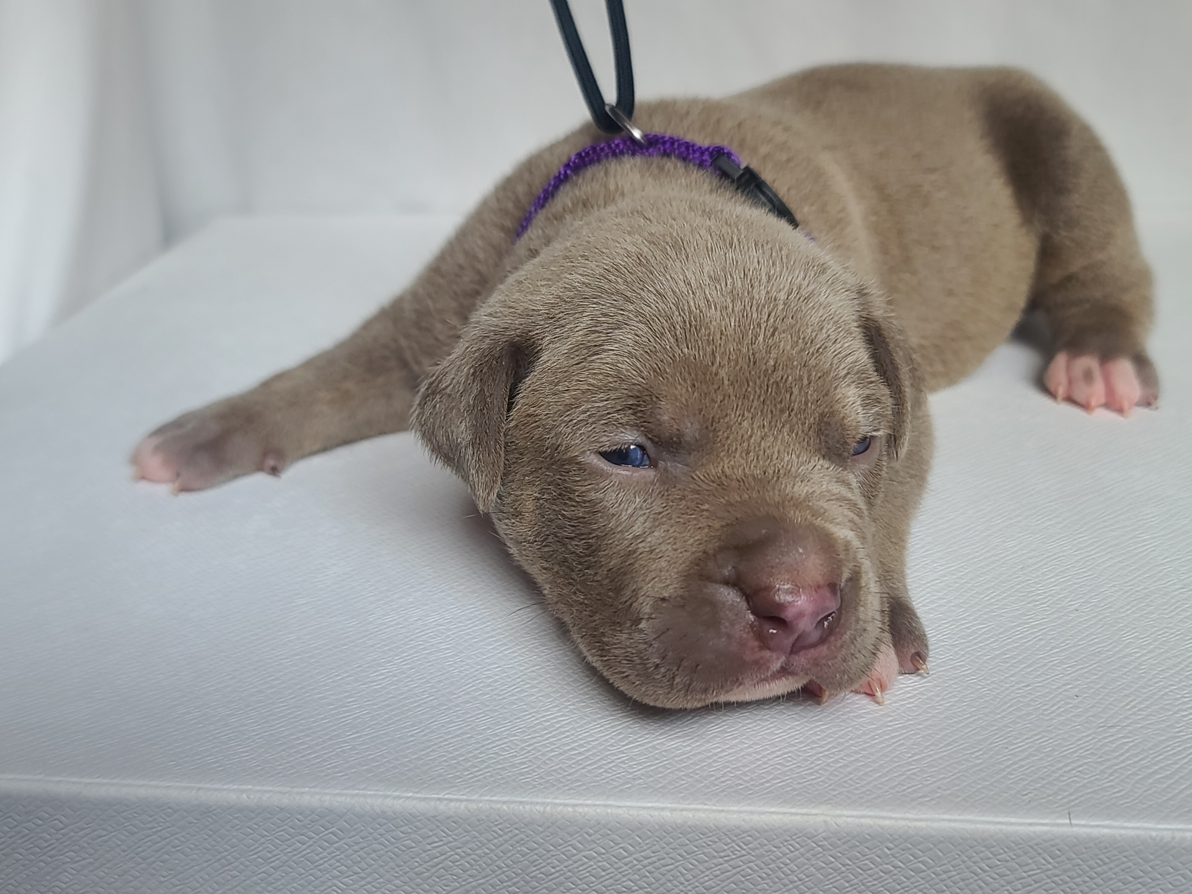 Mr. Milkman - A Male American XL Bully Puppy