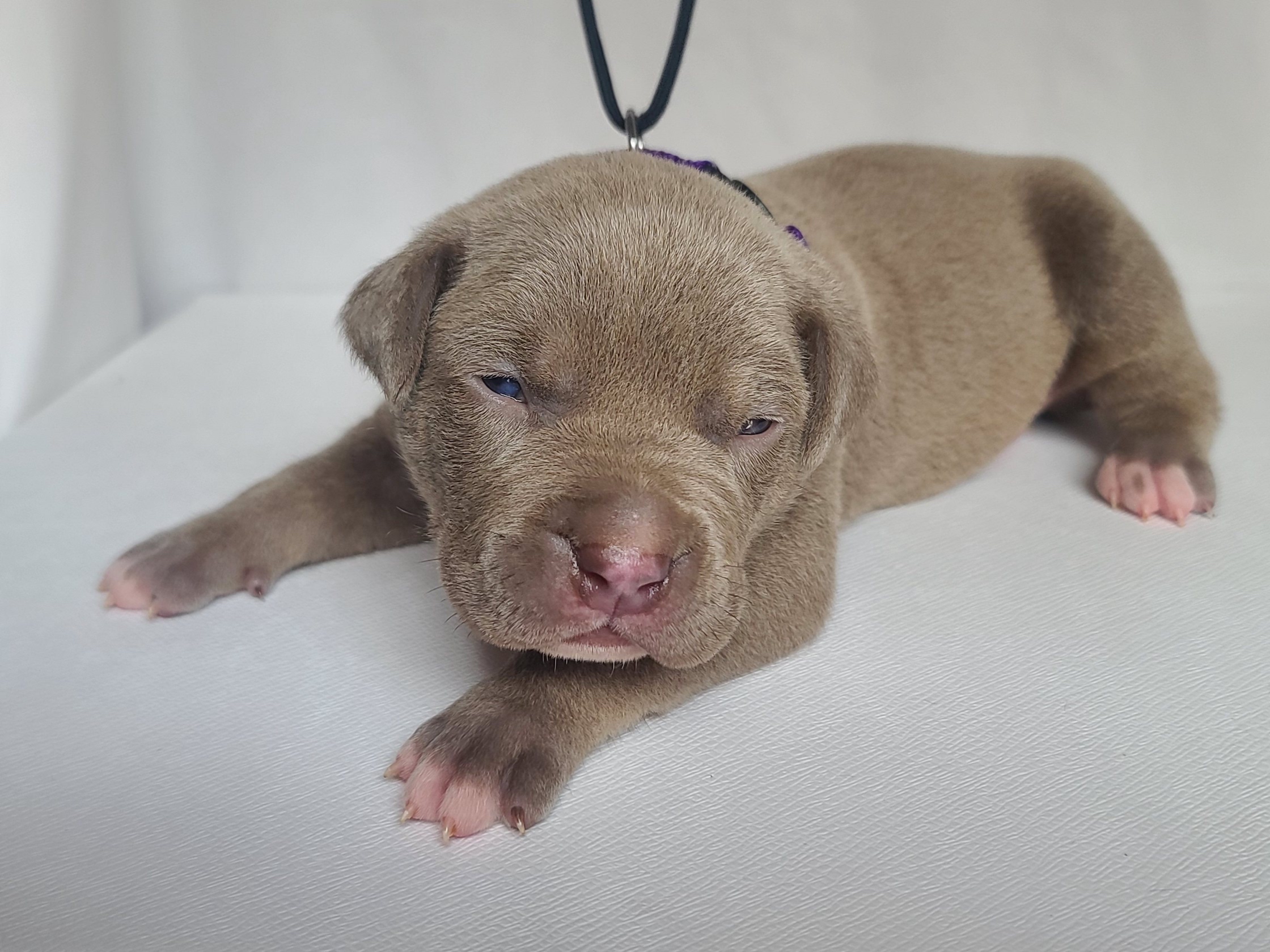 Mr. Milkman - A Male American XL Bully Puppy