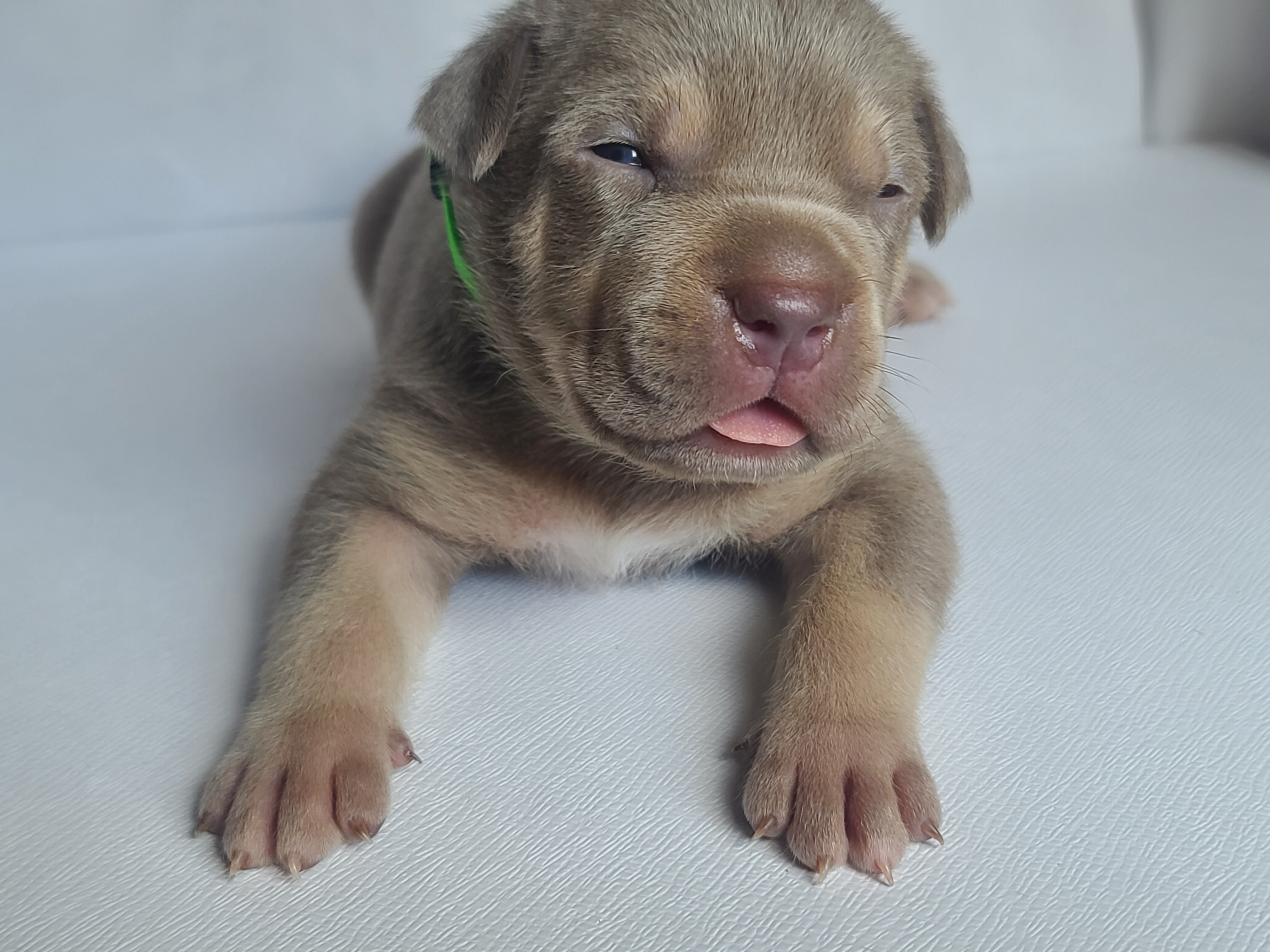 Mr. Prettyboy - A Male American XL Bully Puppy