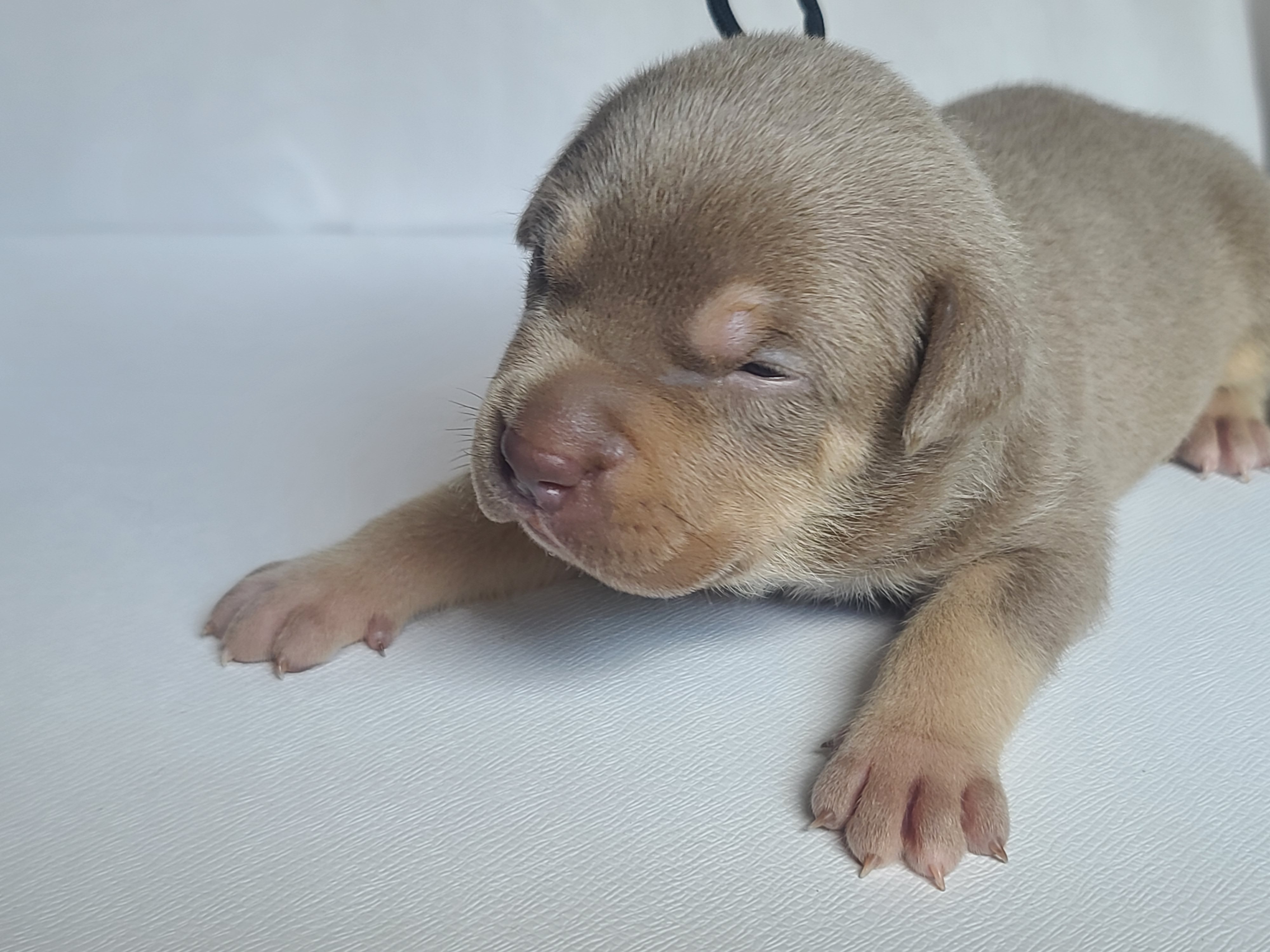 Mr. Prettyboy - A Male American XL Bully Puppy