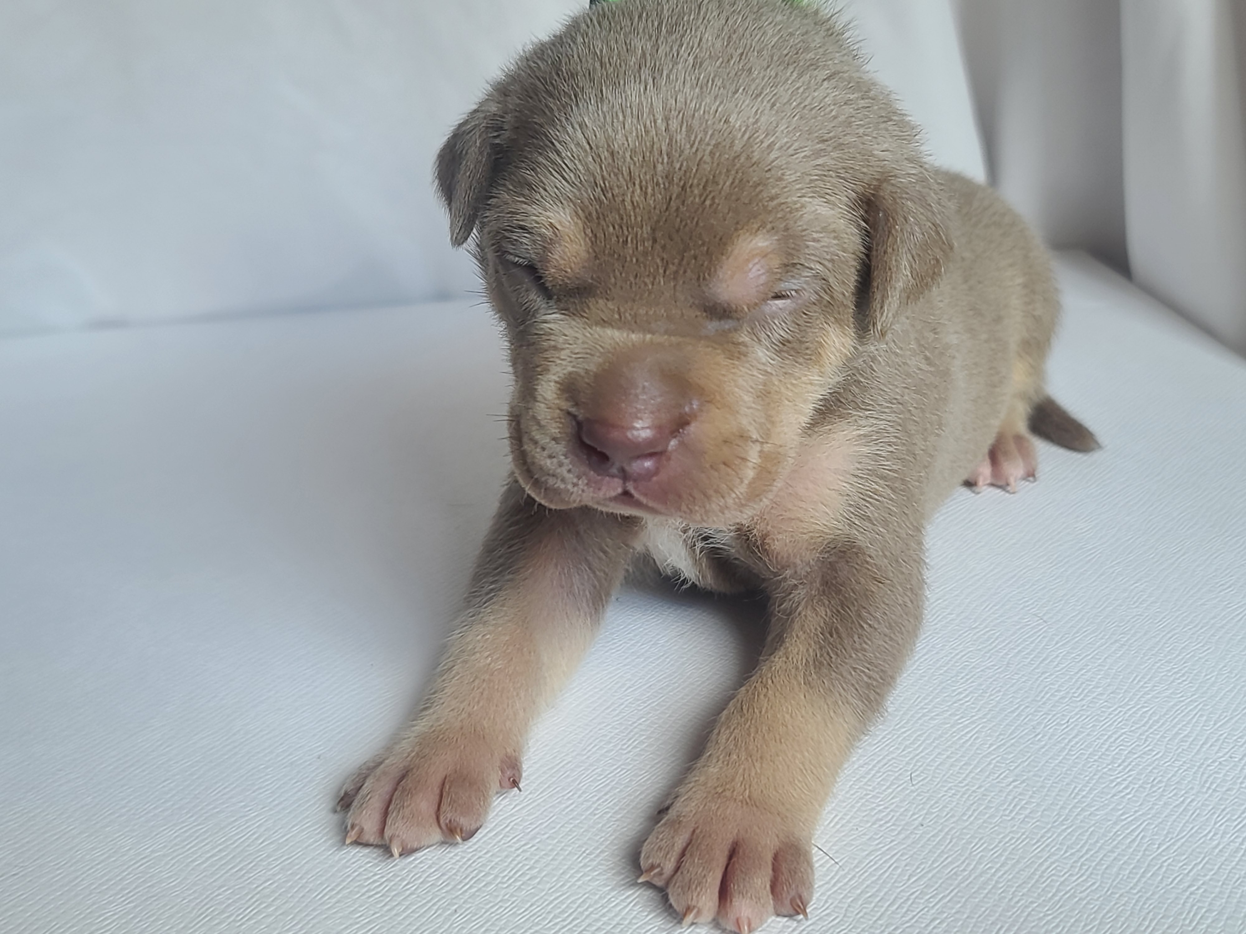 Mr. Prettyboy - A Male American XL Bully Puppy