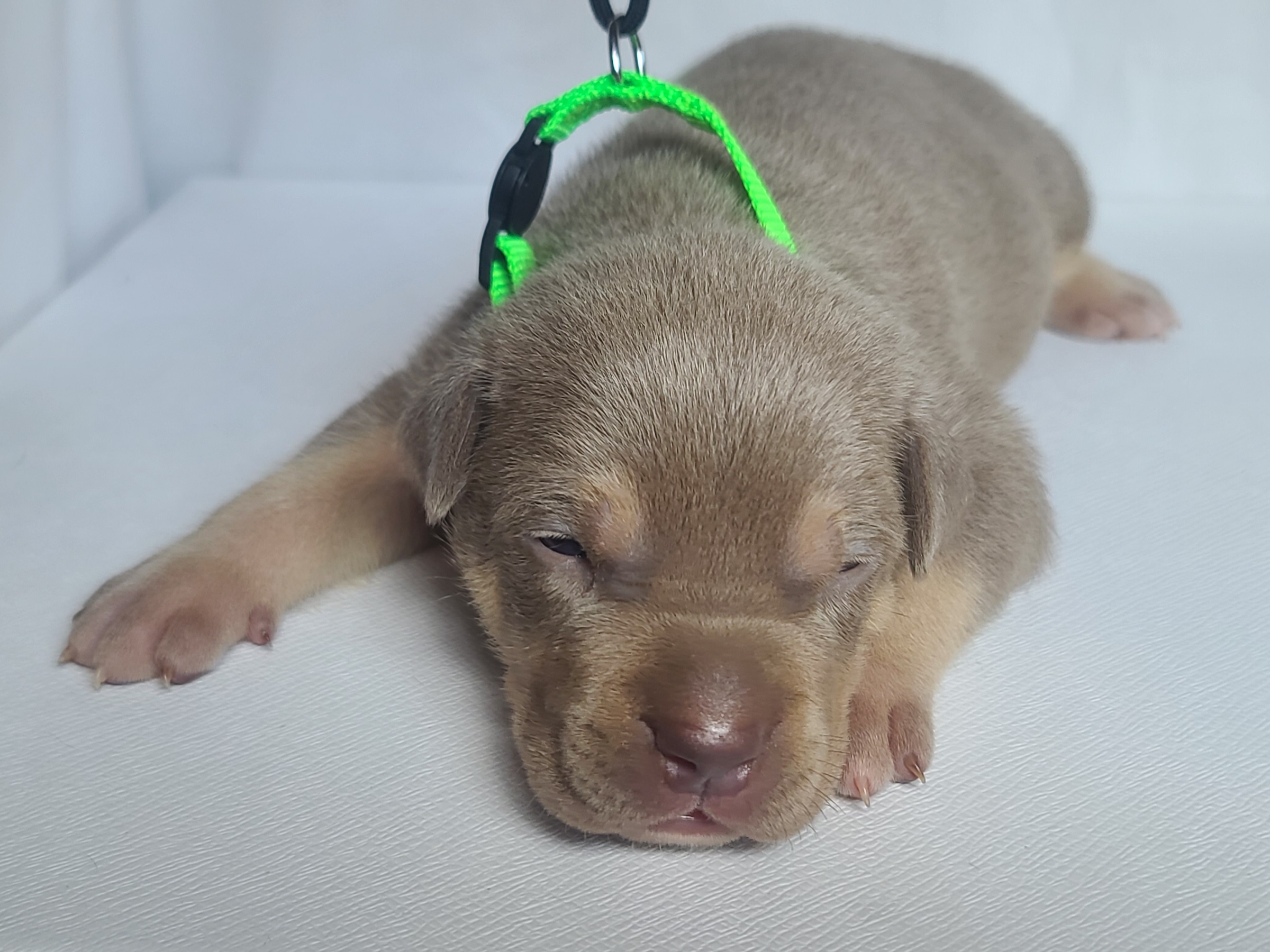 Mr. Prettyboy - A Male American XL Bully Puppy