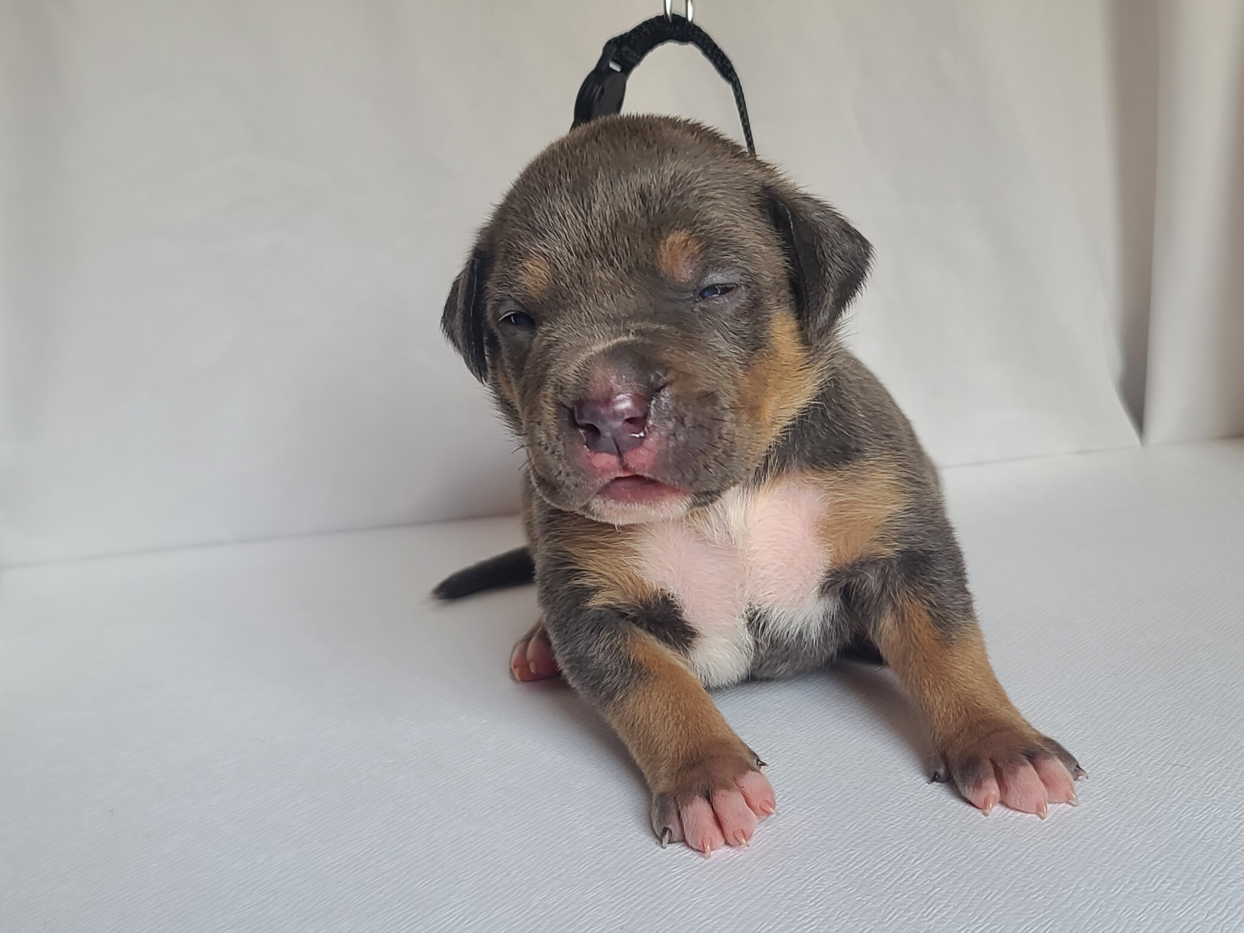 Mr. Captain - A Male American XL Bully Puppy