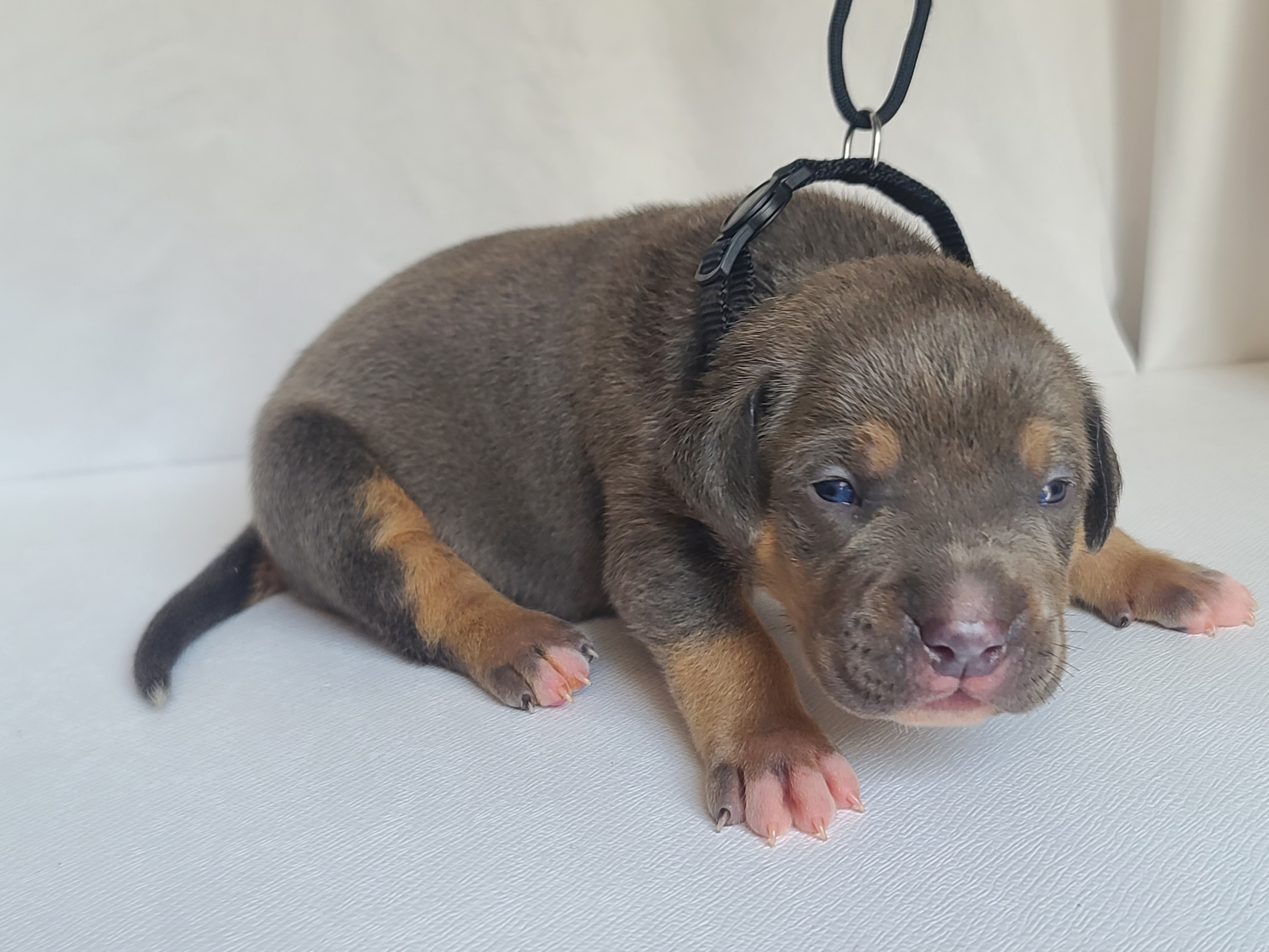 Mr. Captain - A Male American XL Bully Puppy