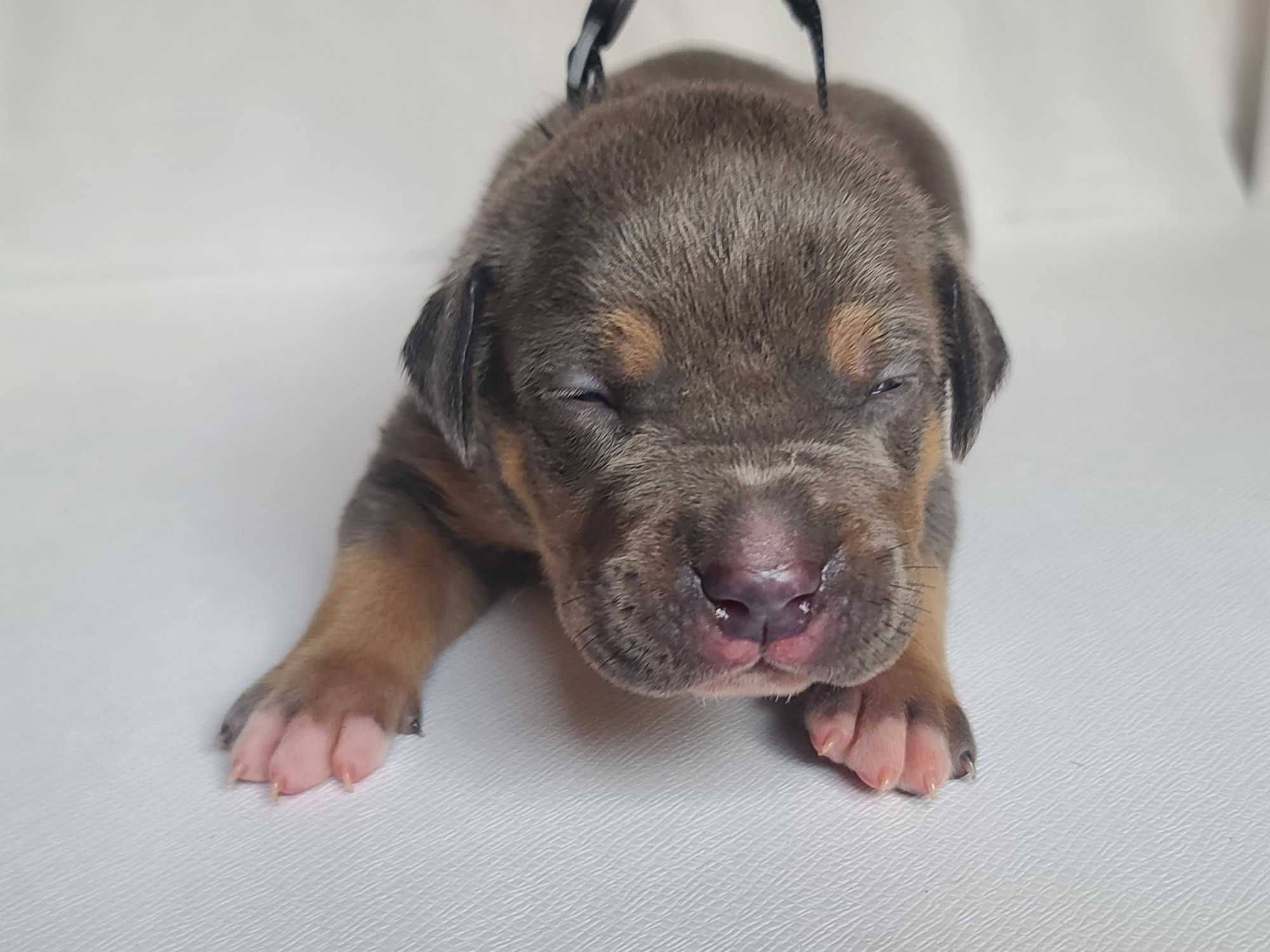 Mr. Captain - A Male American XL Bully Puppy