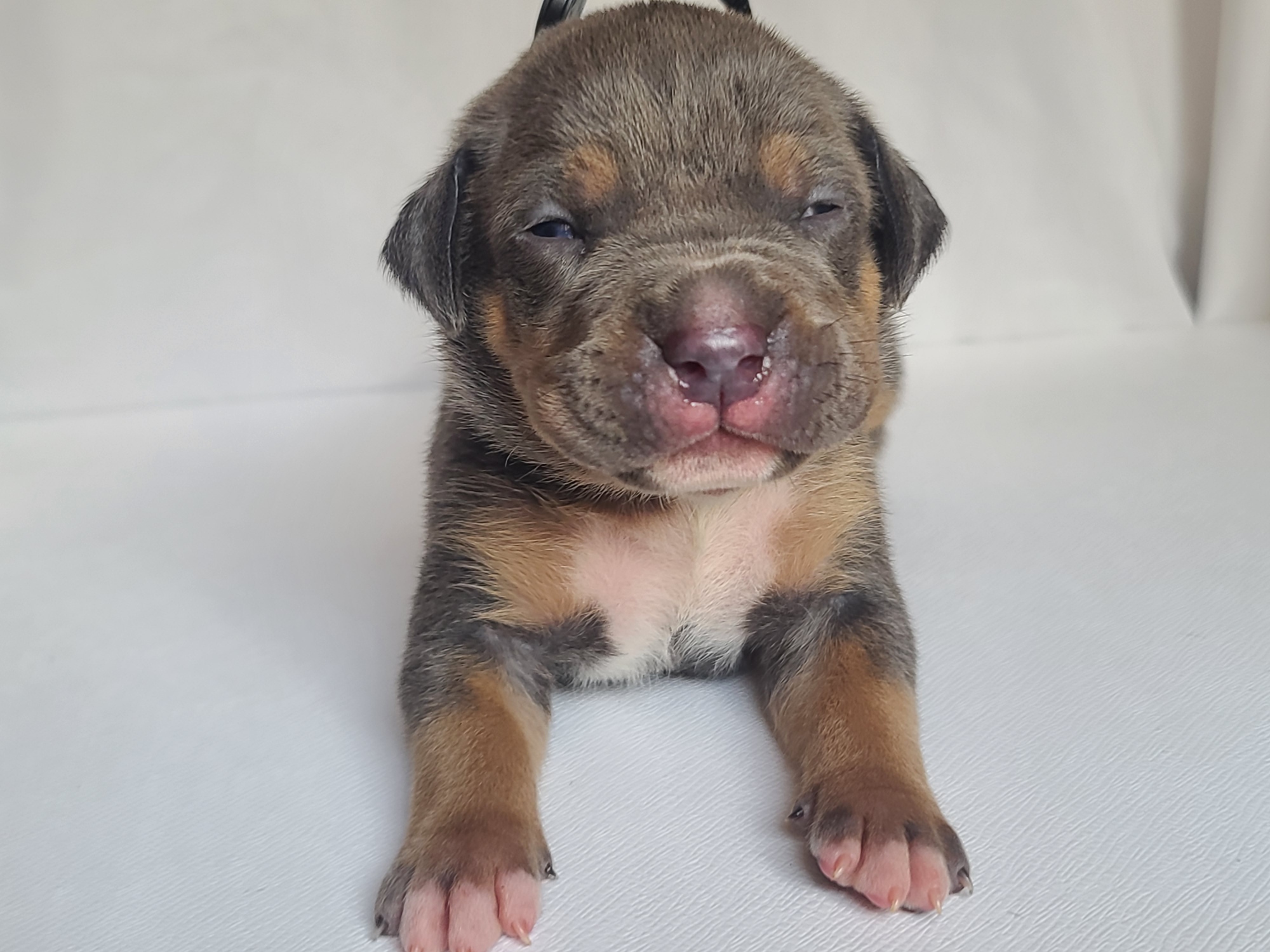 Mr. Captain - A Male American XL Bully Puppy