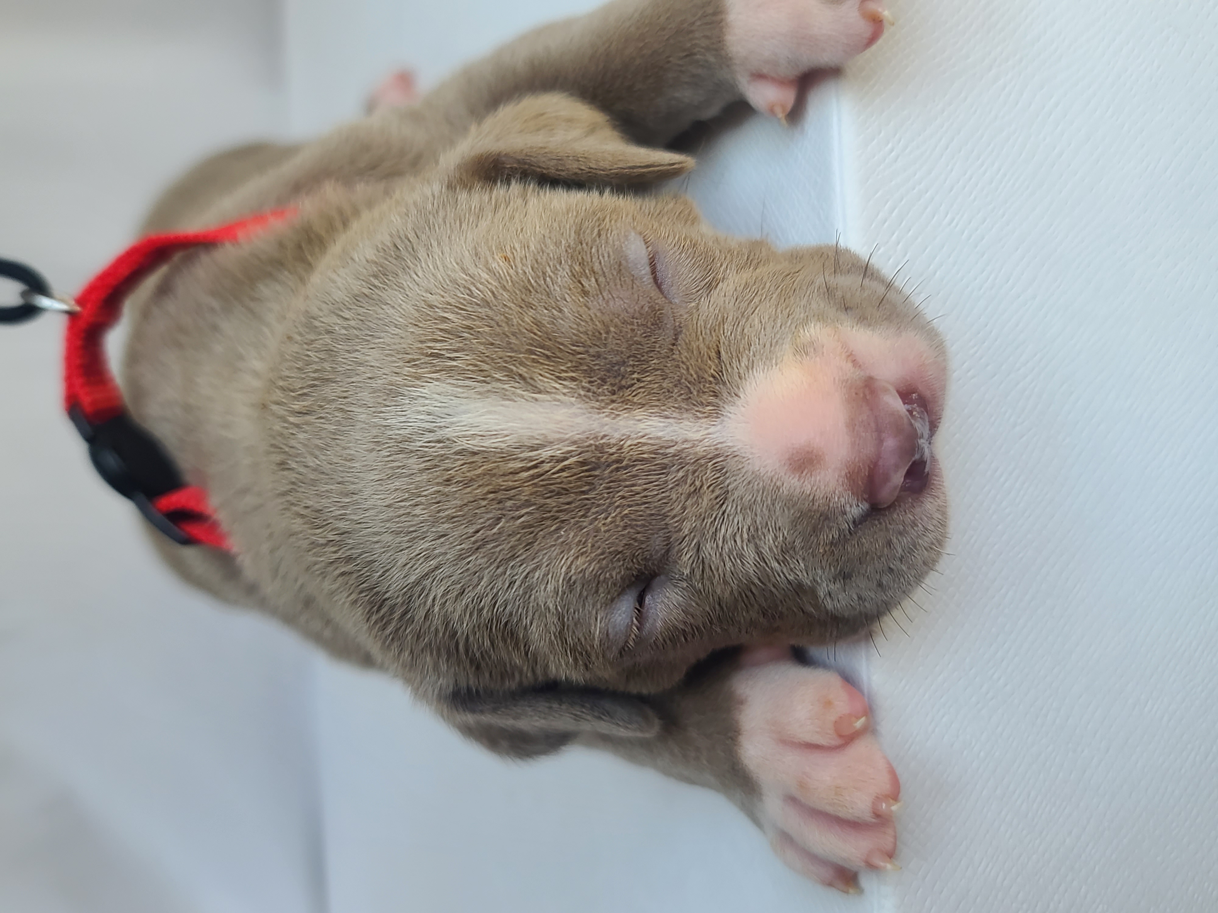 Ms. Spanky - Female American XL Bully Puppy