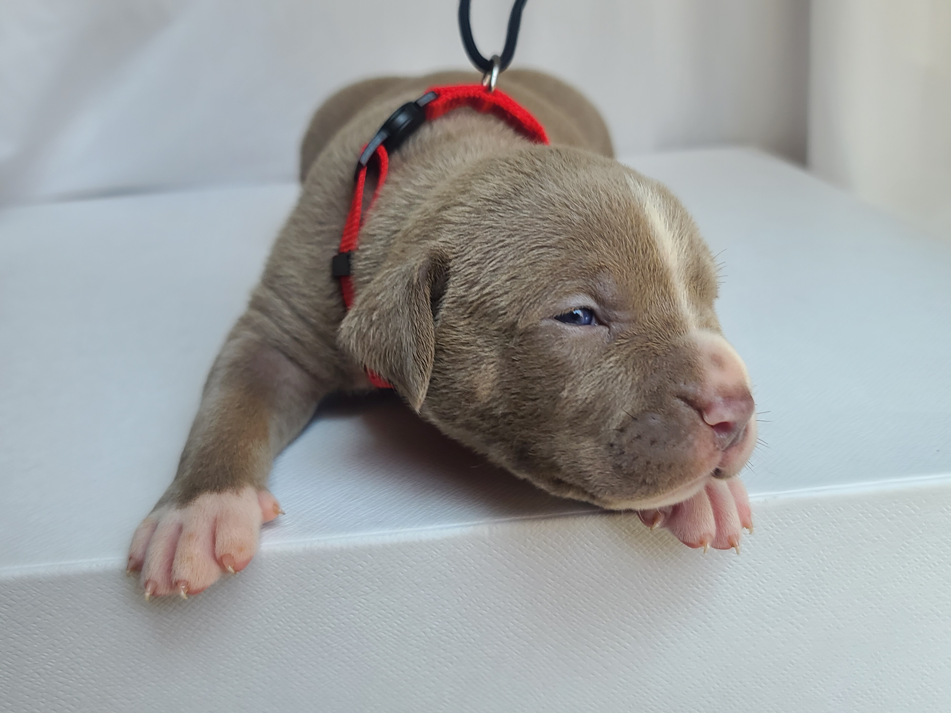 Ms. Spanky - Female American XL Bully Puppy