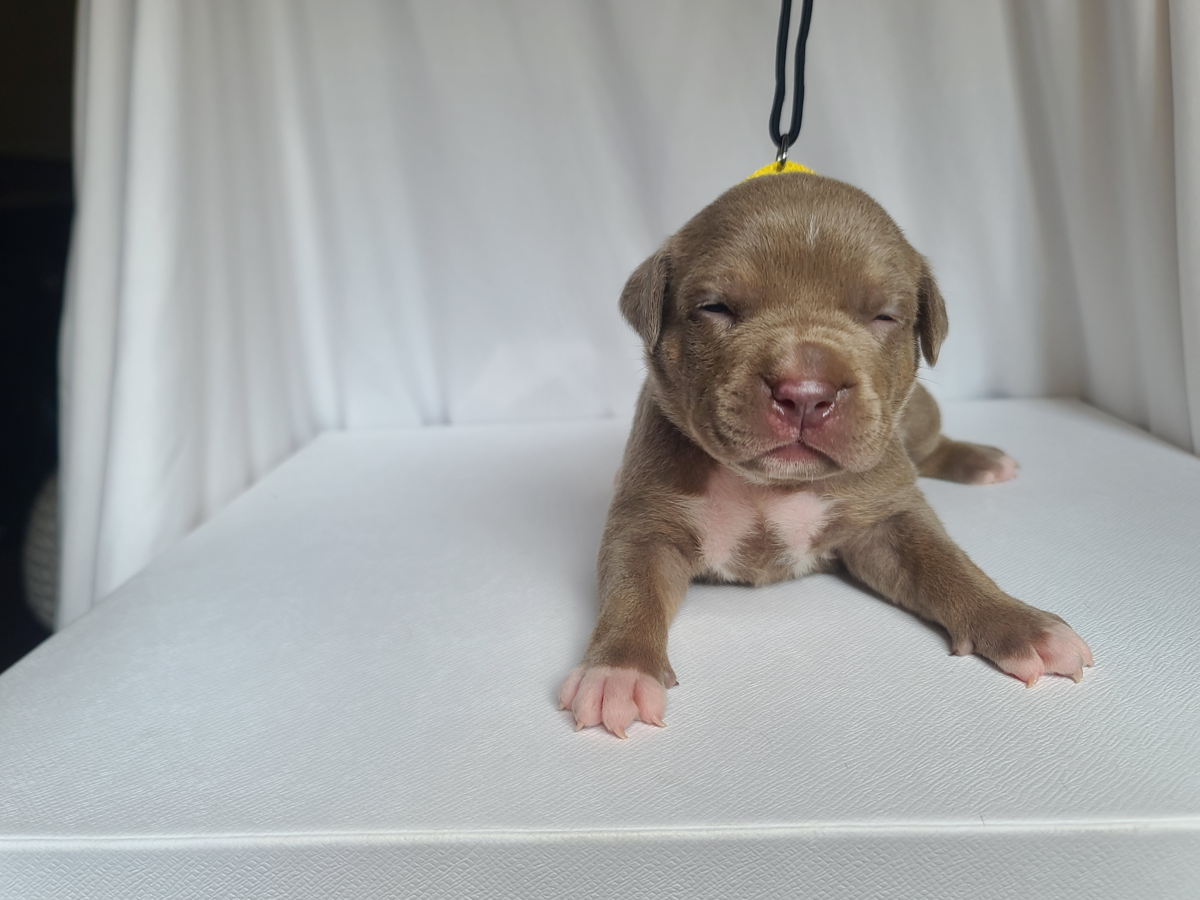 Ms. Bomber - A Female American XL Bully Puppy